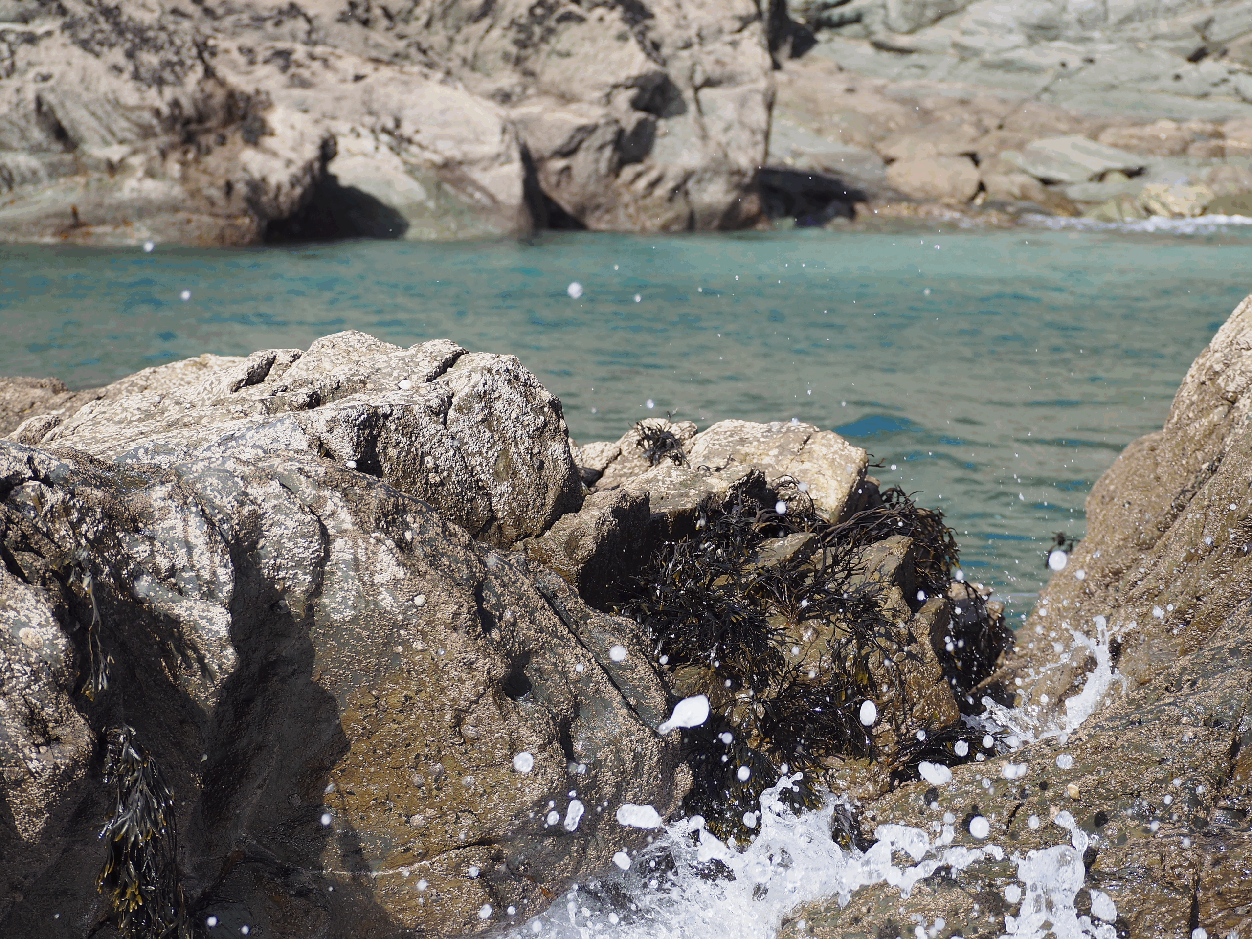 Brown seaweed clinging to rocks is splashed by a crashing waves. The teal water is seen behind.