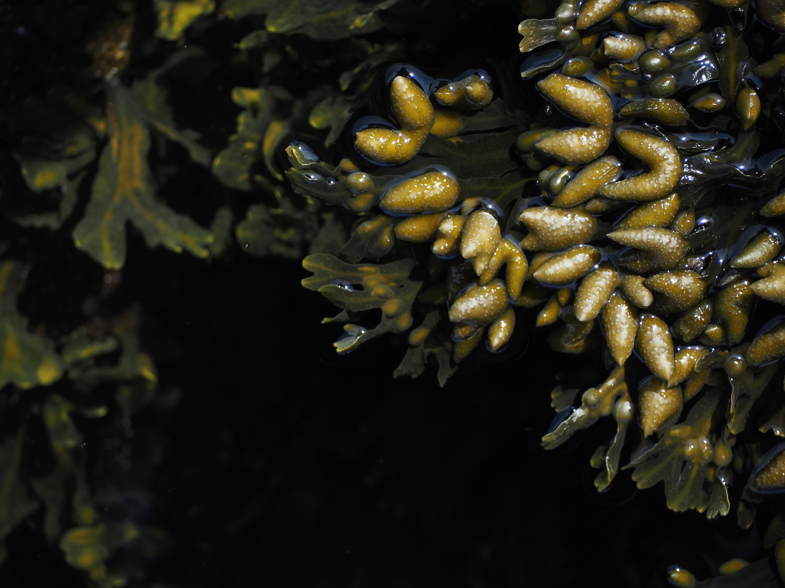 Bladderwrack seaweed is visible in dark water. Its reproductive organs at the ends of its blades are catching the light and appear somewhat golden.